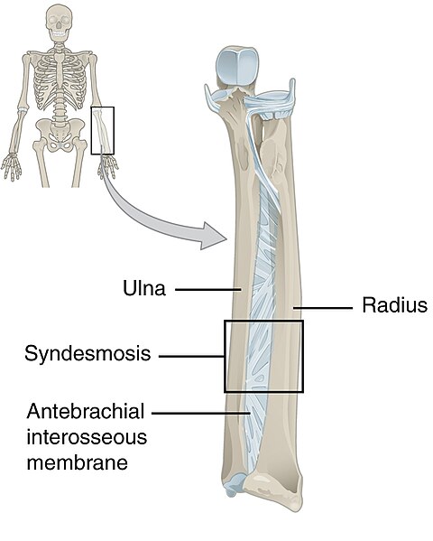 File:904 Fibrous Joints (cropped) Syndesmosis.jpg