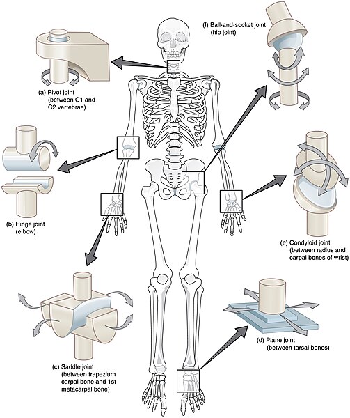 File:909 Types of Synovial Joints.jpg