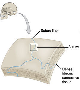 fibrous joint of human skull