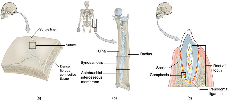 File:904 Fibrous Joints.jpg