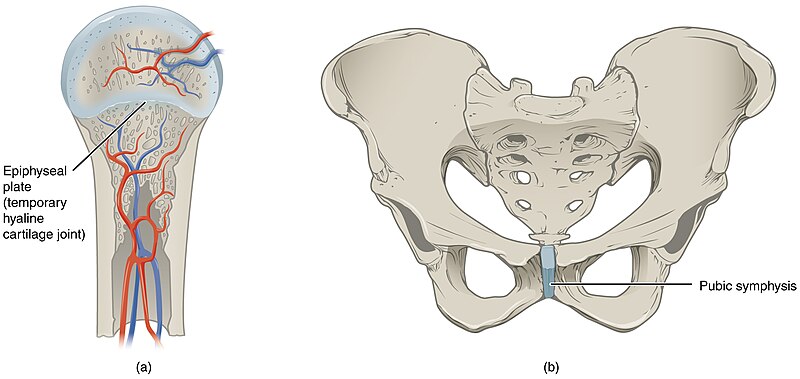 File:906 Cartiliginous Joints.jpg