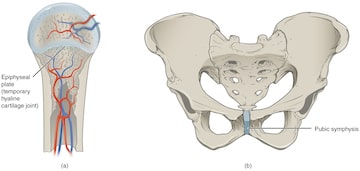 Cartilaginous joints