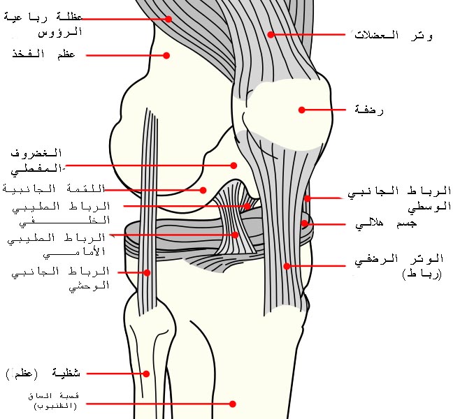 File:Knee diagram-ar.jpg