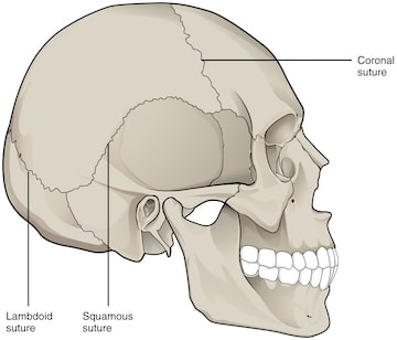 immobile or virtually immobile suture joints of the human skull from BC Open Textbooks