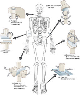 examples of synovial joints