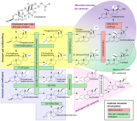 Human steroidogenesis