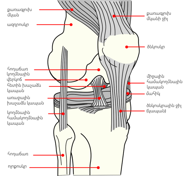 File:Knee diagram (hy).png