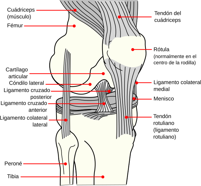 File:Knee diagram es.svg