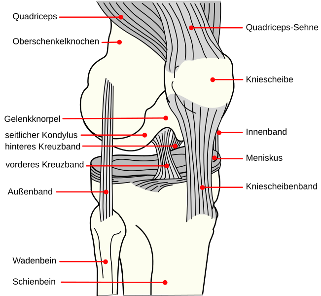 File:Knee diagram-de.svg