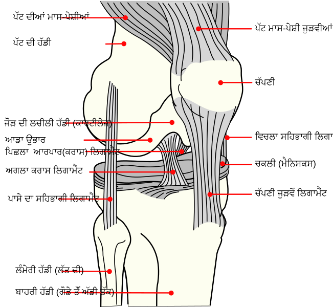 File:Knee diagram pa.svg