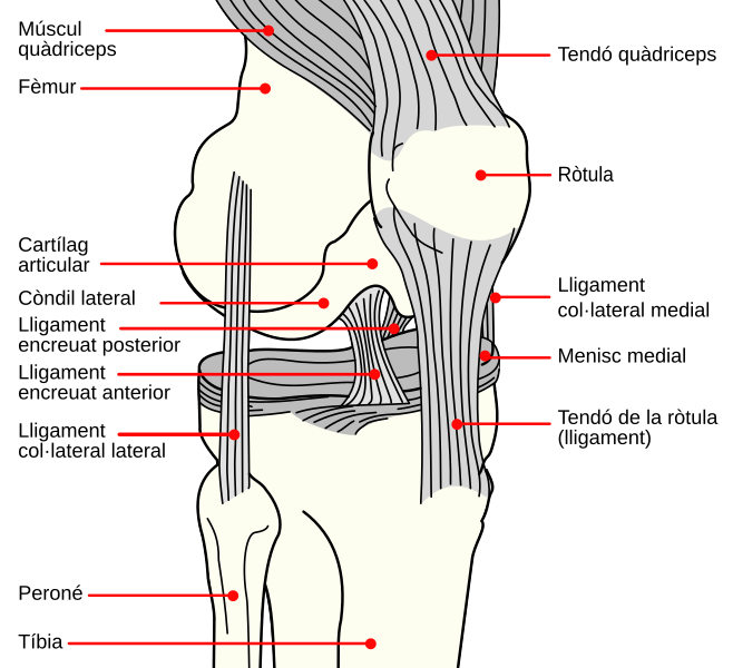 File:Diagrama genoll2.svg