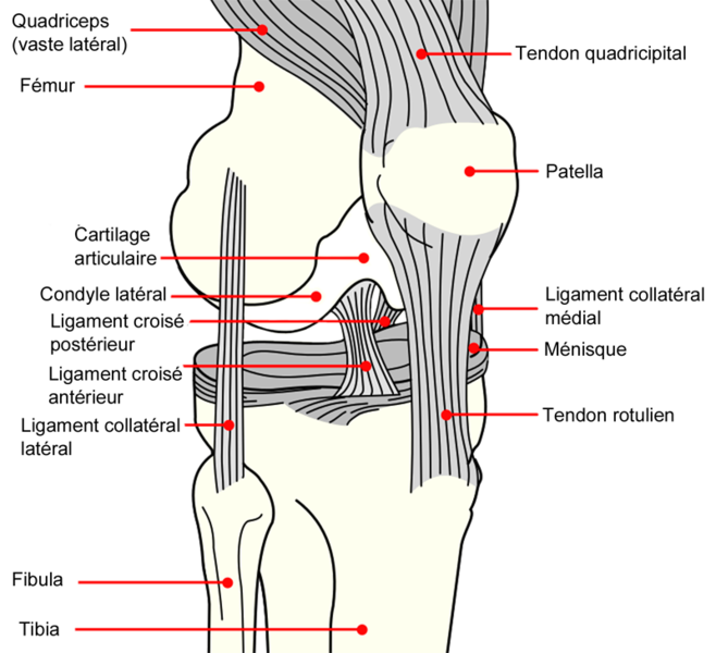 File:Diagramme genou couleur.png