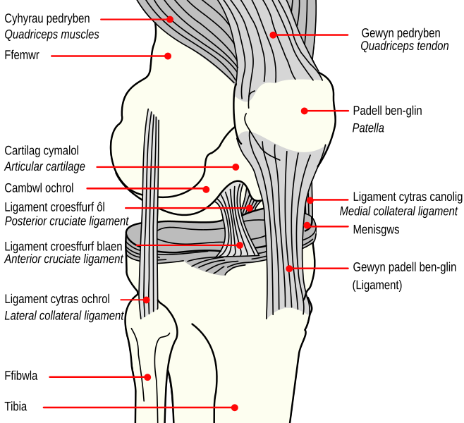 File:Knee diagram-cy.svg