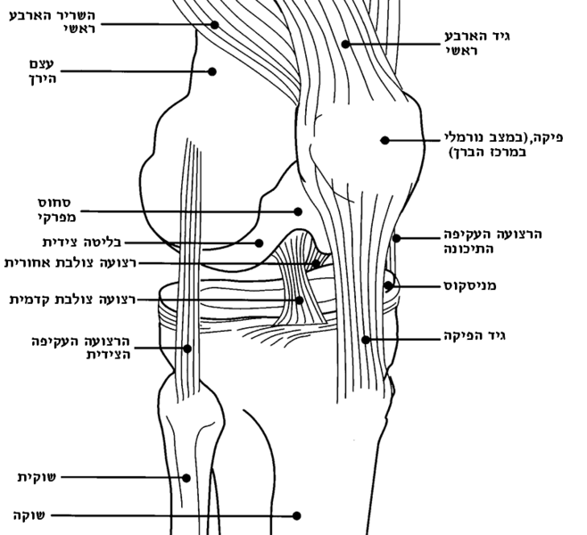 File:Knee diagram-he.png