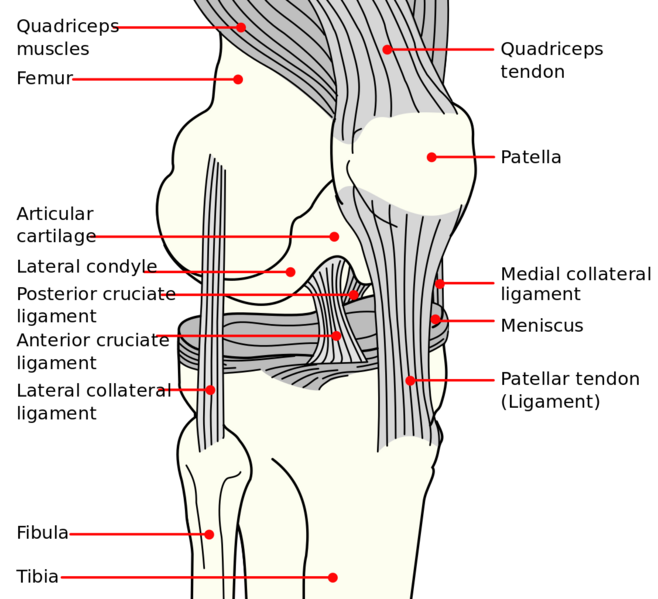 File:Knee diagram.png