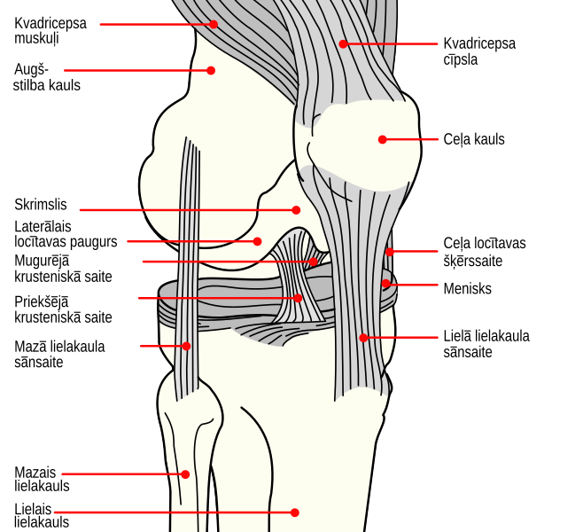 File:Knee diagram lv.svg