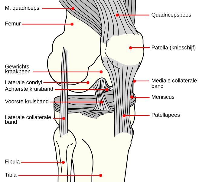 File:Knee diagram nl.svg