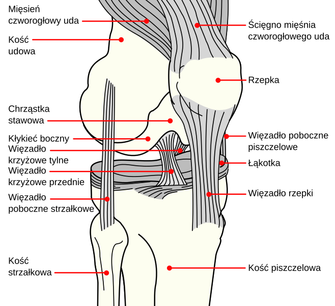 File:Knee diagram pl.svg