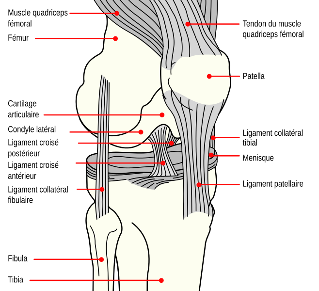 File:Schema de genou.svg