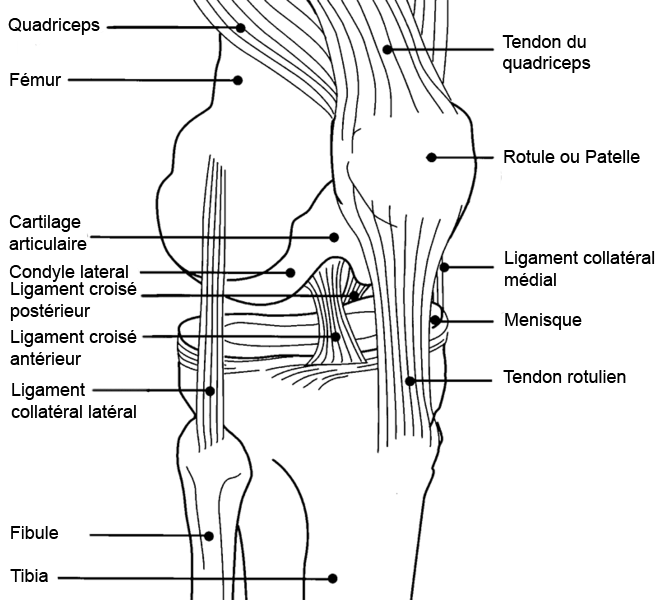 File:Diagramme genou.png