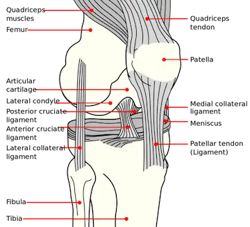 knee diagram